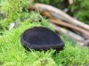 Ušíčko černé (Houby), Pseudoplectania nigrella (Fungi)